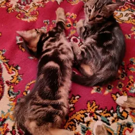 Домашние котята