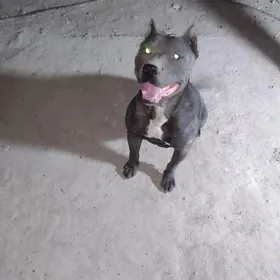 pitbul