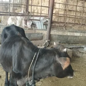 Şwes tüwe