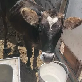 Sygyro