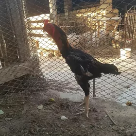 horaz