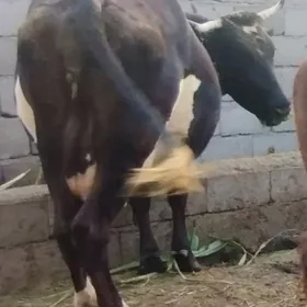 GIBRIT AGYR BOGOZ SYGYR