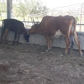 Göleli-sygyr