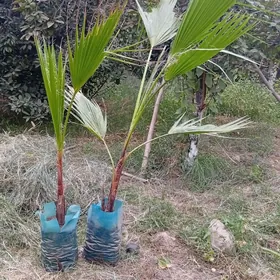 Palma agajy