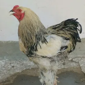 Brama horaz