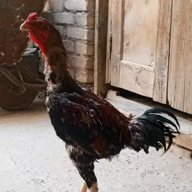 Байсовы хораз