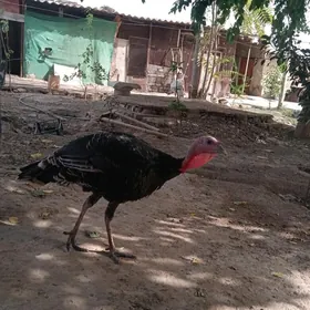 induk horaz