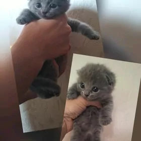 Продаются Вислоухие котята