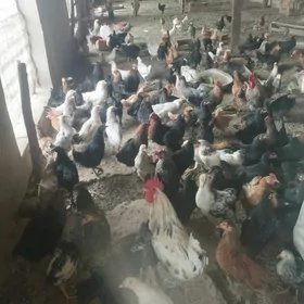 horaz jujeler 5 aylyk