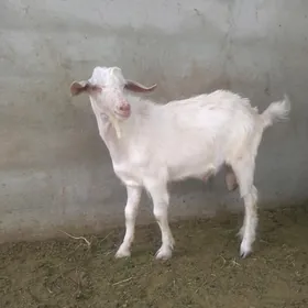 Zanenisgi teke
