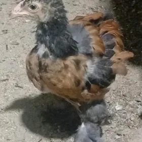 brama laset