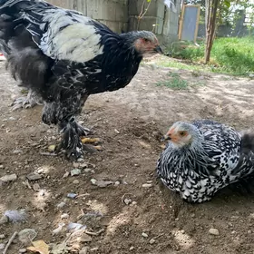 brama silver