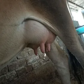 sygyr