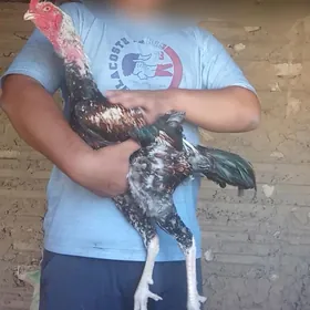Taşkent horaz