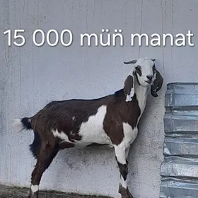 PÄKISTAN GEÇI