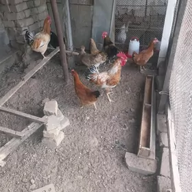 horaz