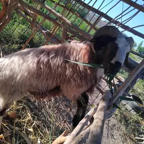 goç