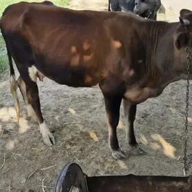 Öküz ýitdi !!!!!!