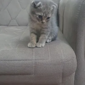 Шотландские котята