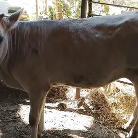 göle