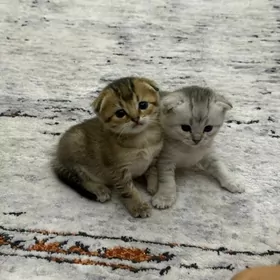 Котята
