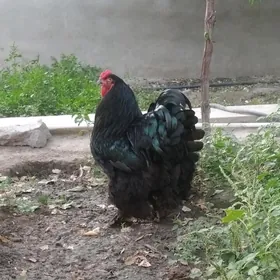 brama yumurtgasy