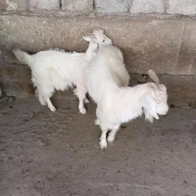 geci