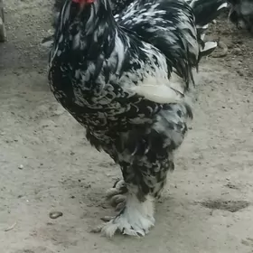 brama mramor ymrt