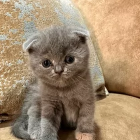 Вислоухие шотландцы