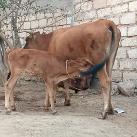 tanaly sygyr