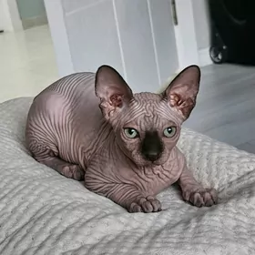 сфинкс котята
