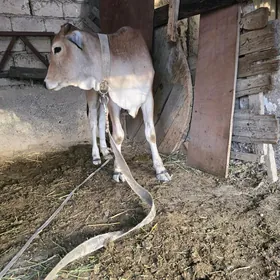 hindi göle