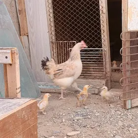 Towuk Türkmen