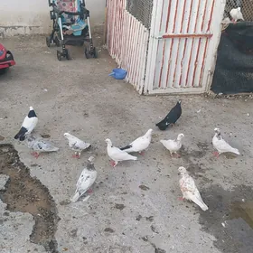 kepderi
