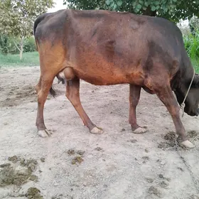 sygyr