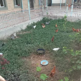 Towuk juyje