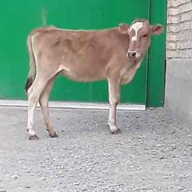 tüwe