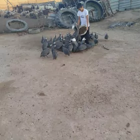 mal bakmana copan gerek