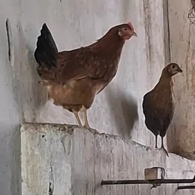 Towuk Horaz