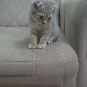 Шотландские котята
