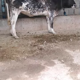 BOGAZ SYGYR