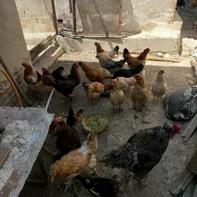 Towuklar