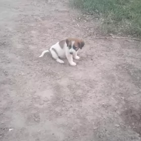 орыс гужуклер