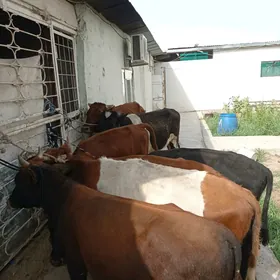 öküzler