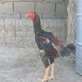taşkent horaz
