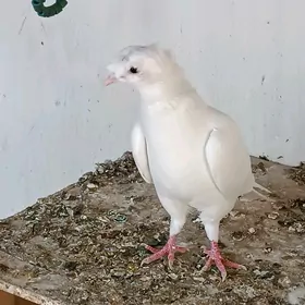 Kepderi