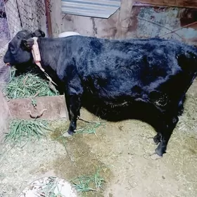 gulajyn gole