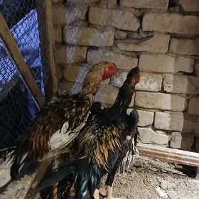 Tasnkent horoz