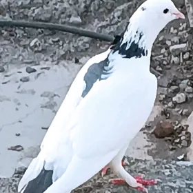 kepderi