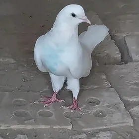 KEPDERI..